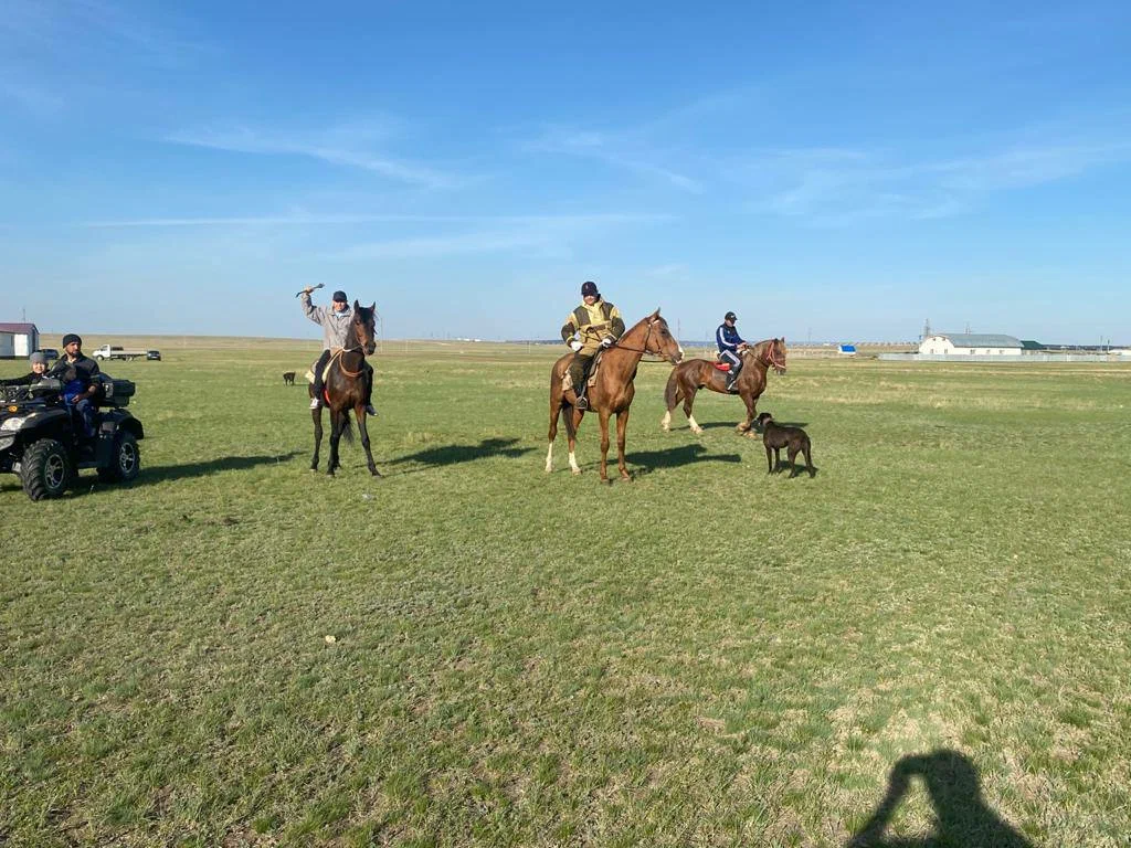 Argymaq Horse