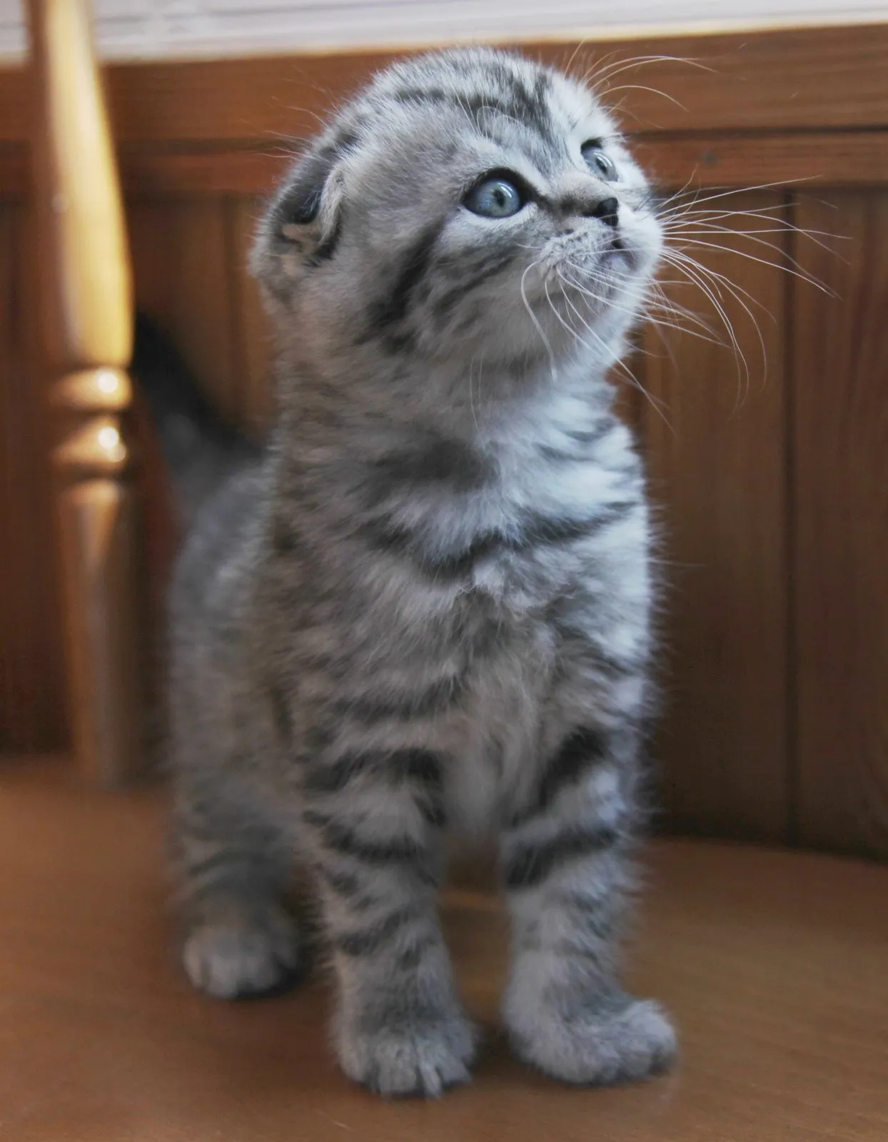 Шотландская вислоухая кошечка, 2,5 месяца — 4 фотоның 2-сі