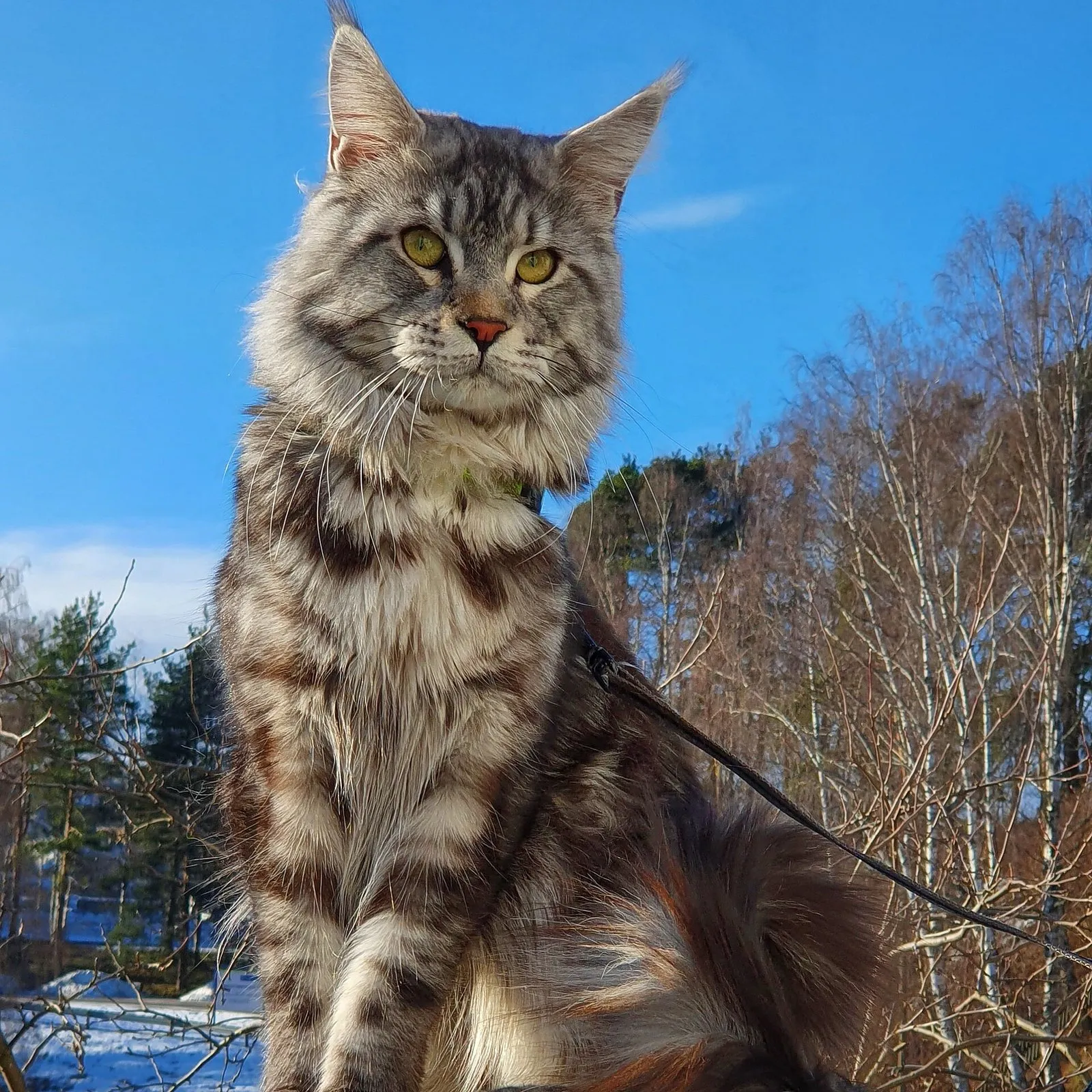 Мейн-кун котёнок из питомника, крупный — Фото 2 из 5