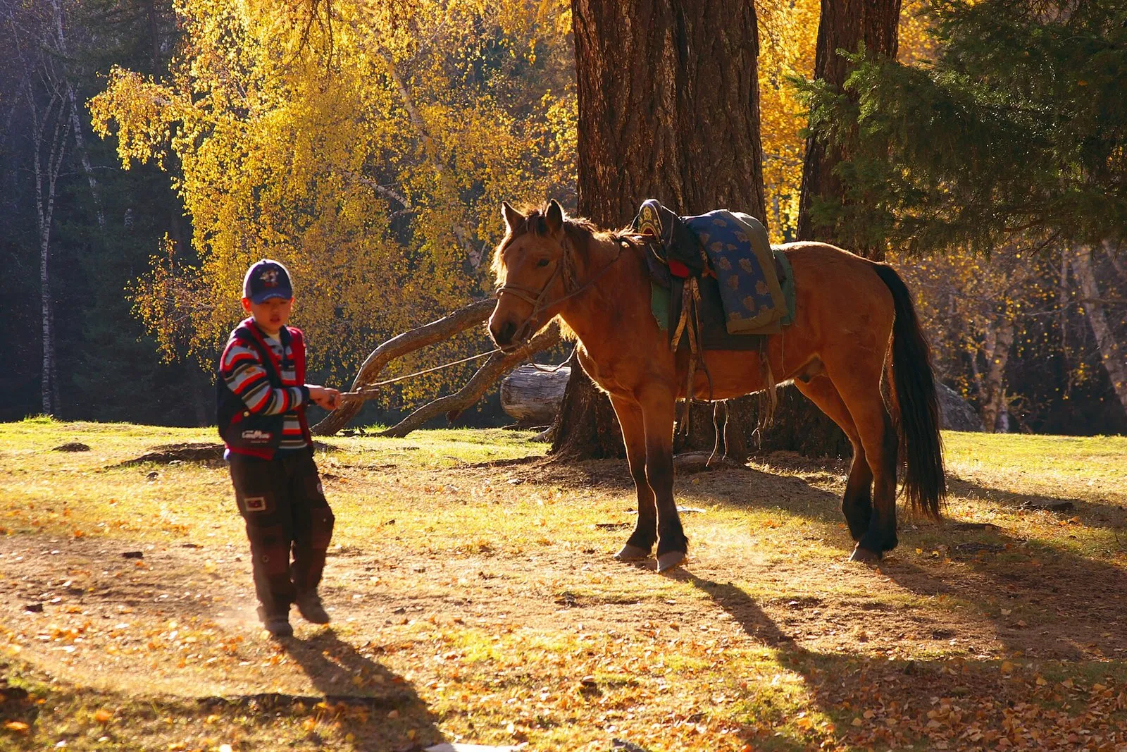 Жеребец казахской породы жабе, 4 года