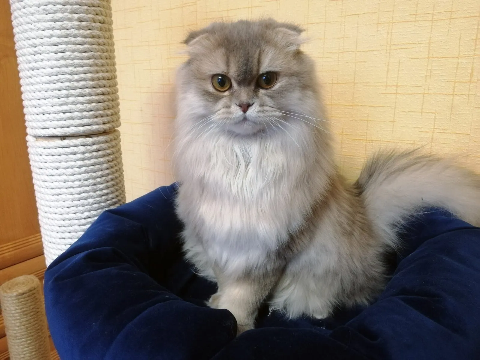 Шотландская вислоухая кошечка, 2,5 месяца — 4 фотоның 4-сі