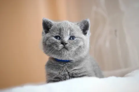 Британский котёнок голубого окраса, мальчик