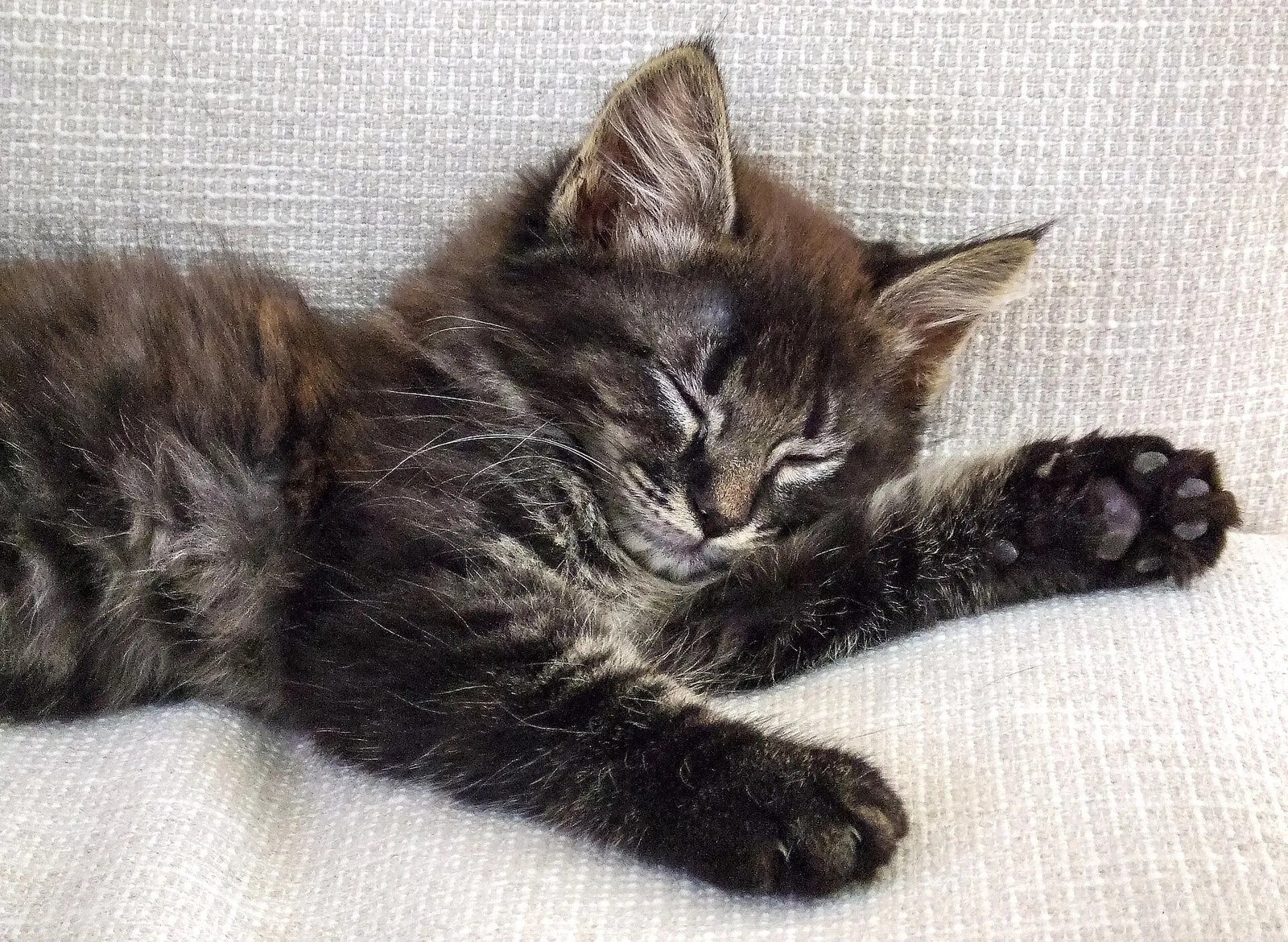 Шотландская вислоухая кошечка, 2,5 месяца — 4 фотоның 3-сі