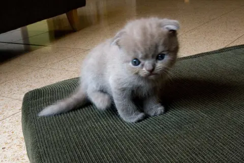 Шотландская вислоухая кошечка, 2,5 месяца