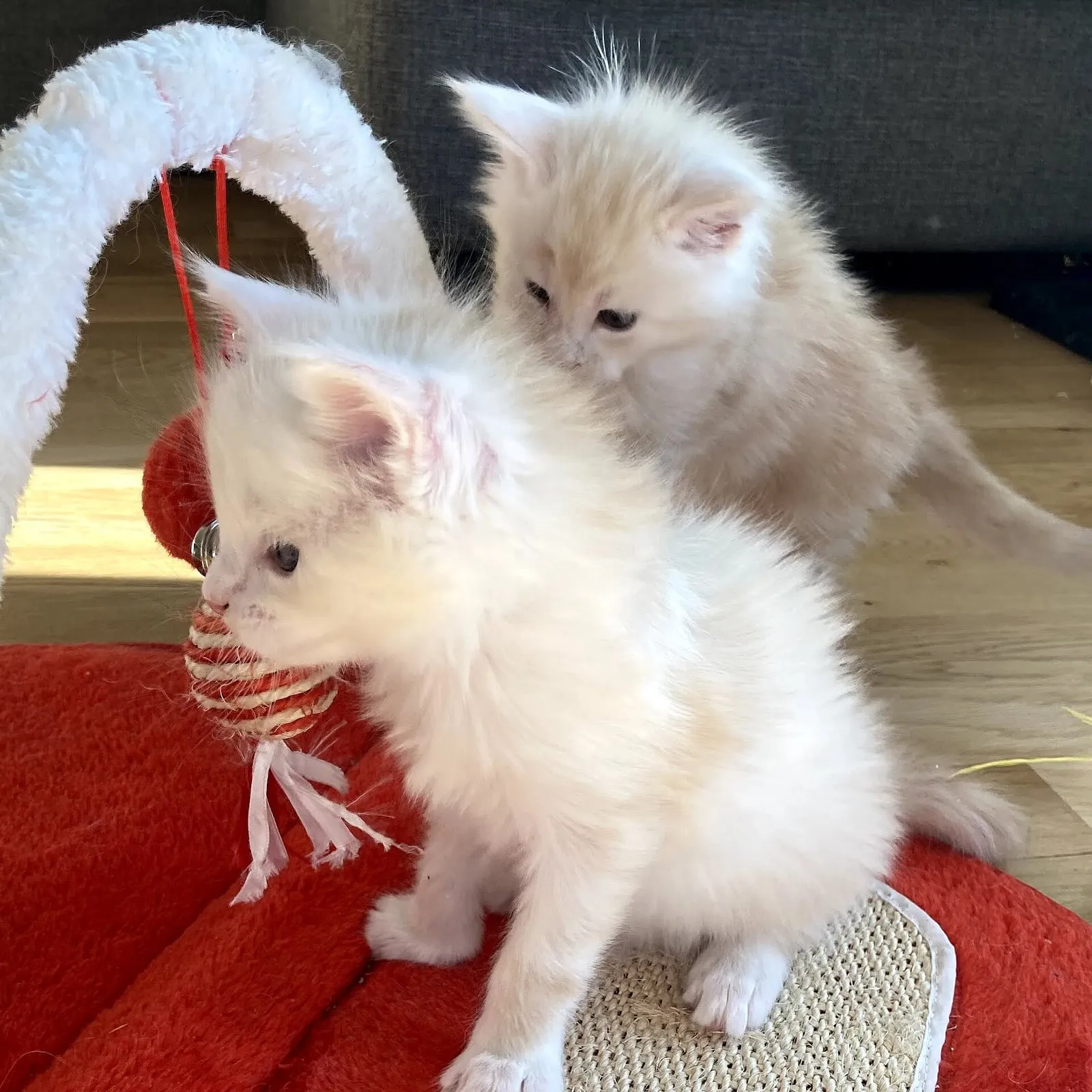 Мейн-кун котёнок из питомника, крупный — Фото 3 из 5