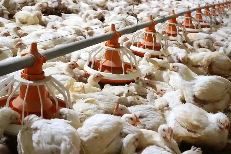 Птицефабрика