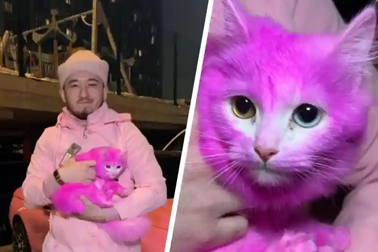 Розовый кот