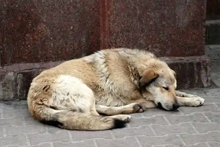 ΠΆΠΈΠ²ΠΎΡΠ½ΡΠ΅