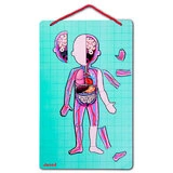 Janod  магнитті ойын жинағы Адам денесі J05491 - фото 5