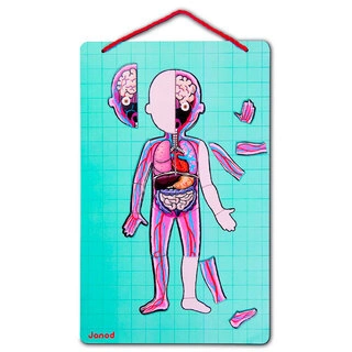 Janod  магнитті ойын жинағы Адам денесі J05491