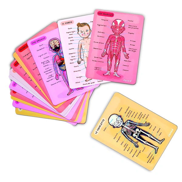 Janod  магнитті ойын жинағы Адам денесі J05491 - фото 2