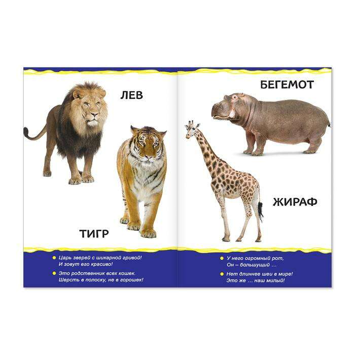 Книжка картонная «Животные зоопарка», 10 стр. вместе с обложкой 