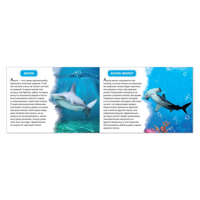 Обучающая книжка «Морские животные», 18 животных, 10 стр. 