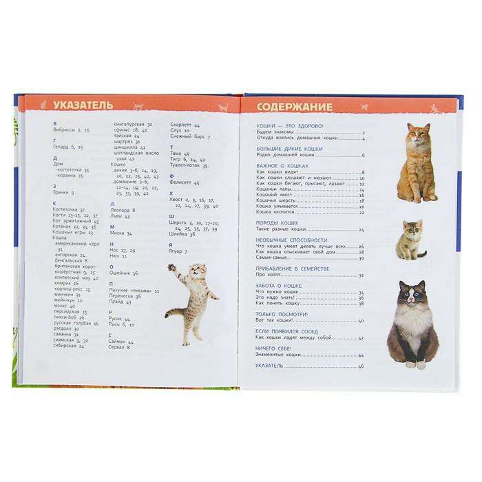 Энциклопедия для детского сада «Кошки и котята» 