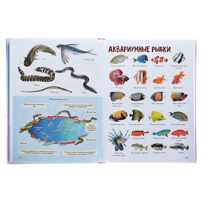5000 Картинок Книга Целый Год