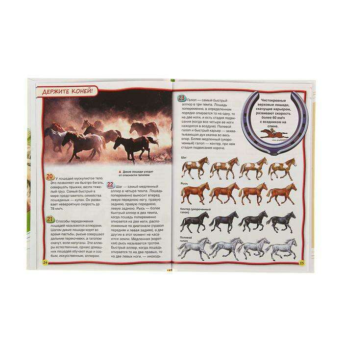 Энциклопедия для детей «Лошади и пони» 