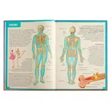 Атлас анатомии человека. Книга для детей и их родителей. Гуиди В.  - фото 3