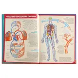 Атлас анатомии человека. Книга для детей и их родителей. Гуиди В. 