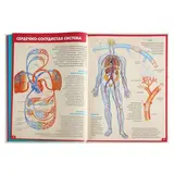 Энциклопедия для детей «Анатомия человека». Гуиди В.  - фото 5