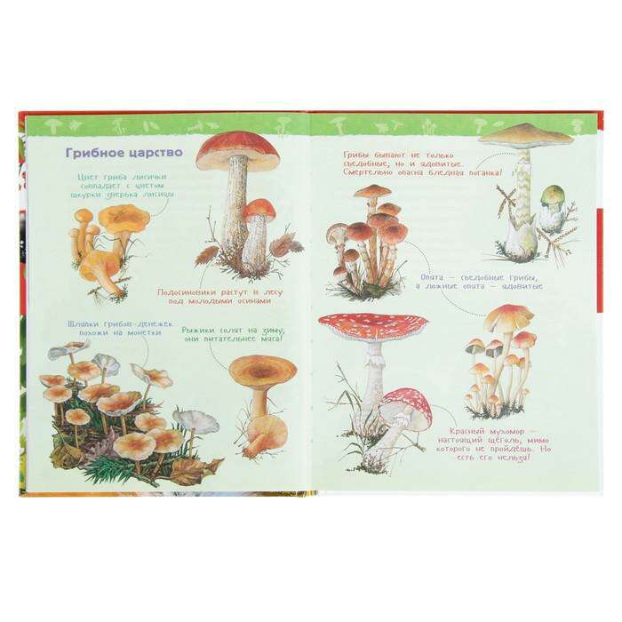 Энциклопедия для детского сада «В лесу» 