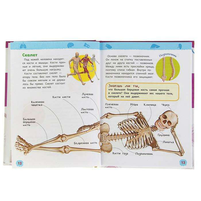 Энциклопедия для детского сада «Тело человека» 