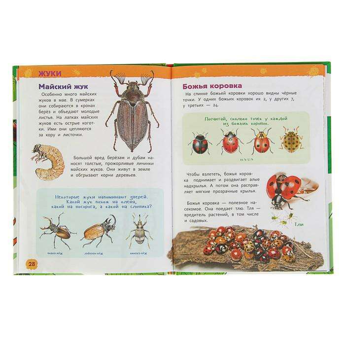 Энциклопедия для детского сада «Насекомые» 
