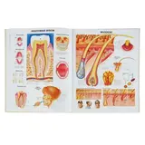 Большой атлас анатомии человека. Махиянова Е. Б.  - фото 3