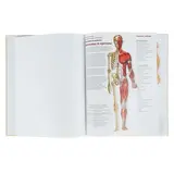 Большой атлас анатомии человека. Махиянова Е. Б.  - фото 5