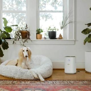 Очиститель воздуха Karcher AF 20