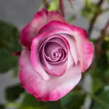 Саженец розы Дип Перпл, 1шт 