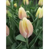 Тюльпан триумф Манго Шарм, р-р 11/12, ЭКОНОМ, 5 шт 