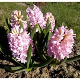 Гиацинт восточный Фондант, р-р 14/15, ЭКОНОМ, 5 шт  - фото 2