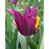 Тюльпан лилиецветный Бургунди, р-р 11/12 ЭКОНОМ, 3 шт 