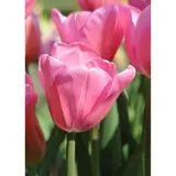 Тюльпан триумф Мистресс, р-р 11/12, ЭКОНОМ 3 шт  - фото 2