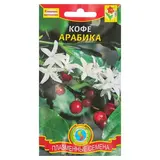 Семена комнатных цветов Кофе "Арабика", комнатный, 2 шт  - фото 2