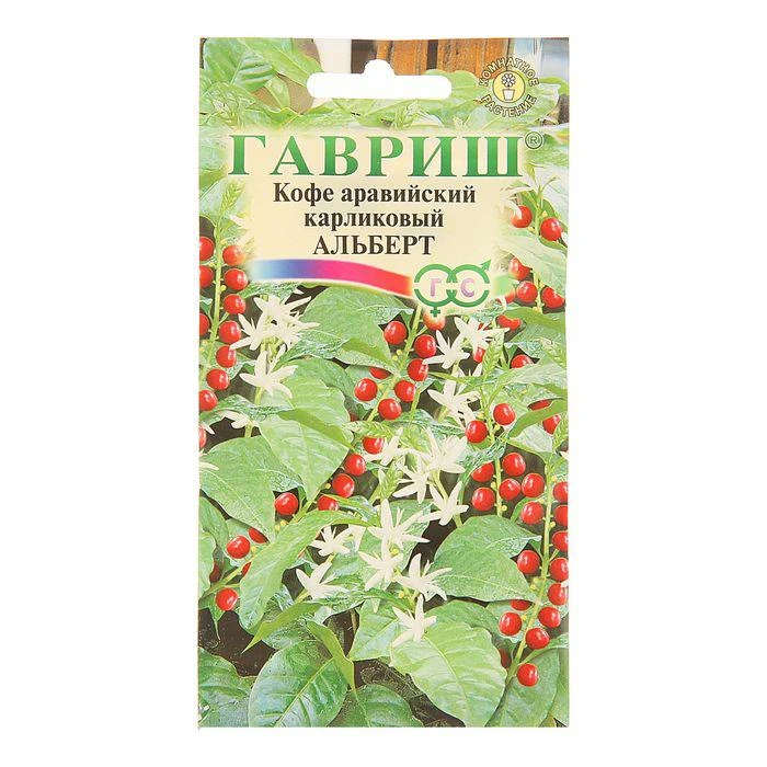 Семена комнатных цветов Кофе аравийский, карликовый "Альберт", Мн., 5 шт. 
