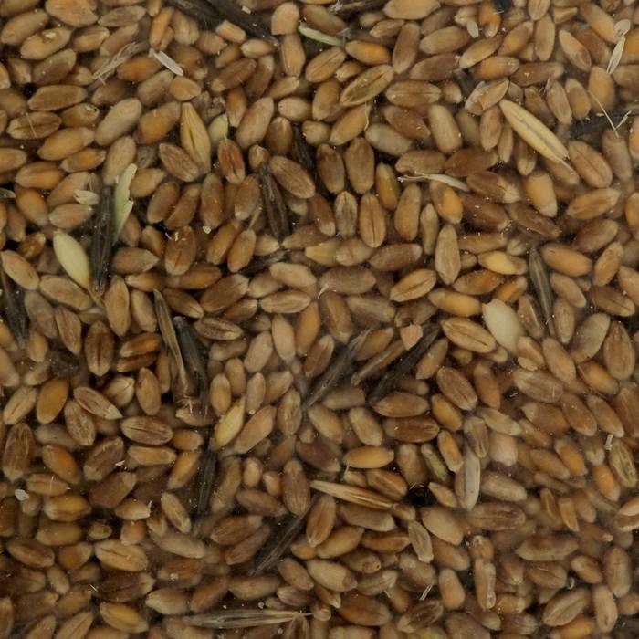 Семена Пшеница, 1 кг 