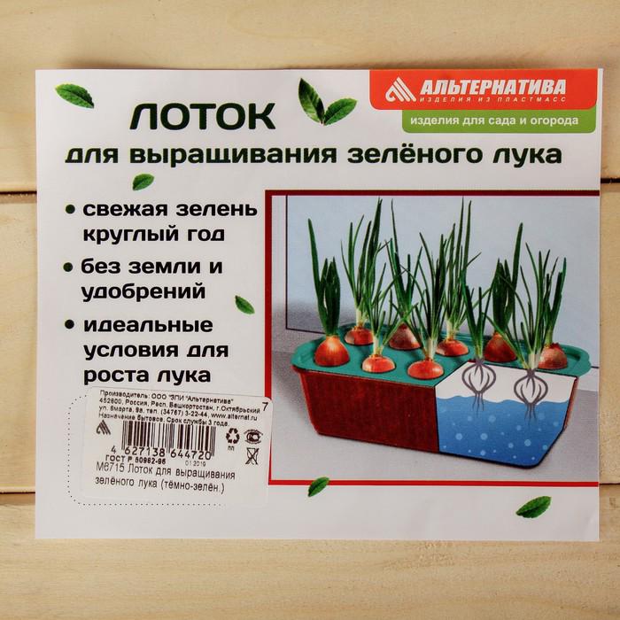 Лоток для выращивания зелёного лука, 29 × 16 × 8,5 см, тёмно-зелёный 