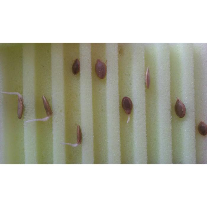 Матрасик для проращивания семян, большой, 22 × 30 × 3 см, «Лабиринт» 