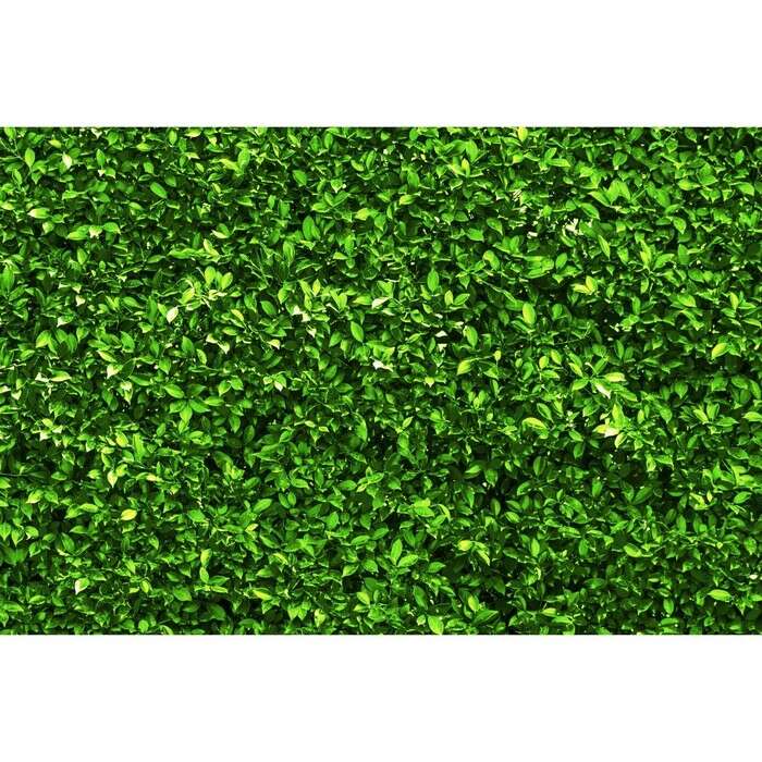 Фотобаннер, 300 × 160 см, с фотопечатью, «Зелёная изгородь» 