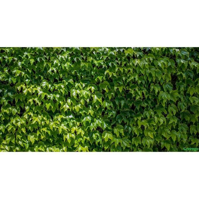 Фотобаннер, 300 × 160 см, с фотопечатью, «Виноградная стена» 