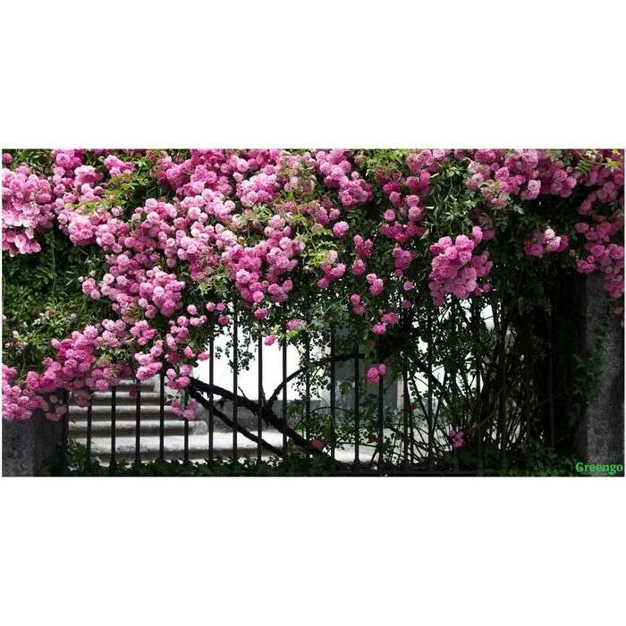 Фотосетка Терраса 250 × 158 см, с фотопечатью