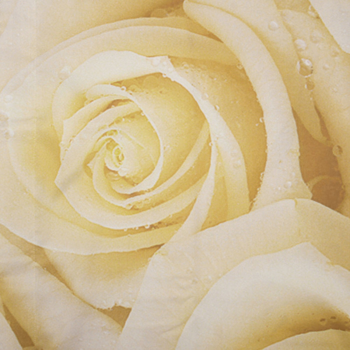 Комплект штор "Кремовые розы", 145 х 260 см, 2 шт, габардин, п/э 