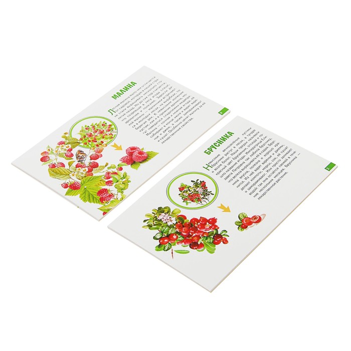 Обучающие карточки «Лесные ягоды» (европодвес) 