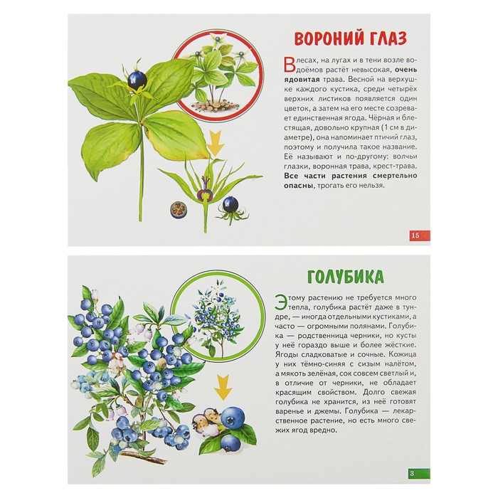 Обучающие карточки «Лесные ягоды» (европодвес) 