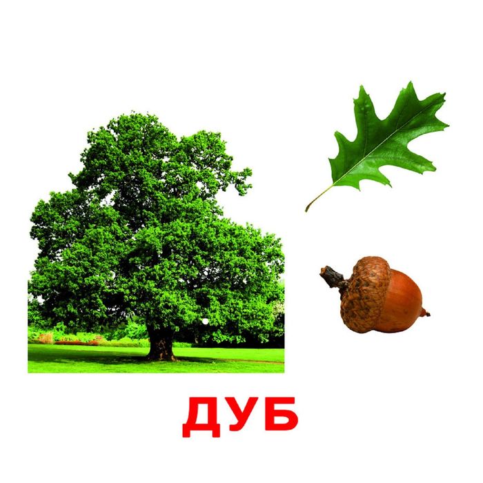 Обучающие карточки «Деревья» 