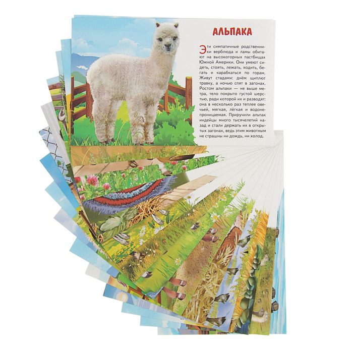 Обучающие карточки «Домашние животные» 
