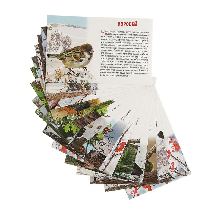 Обучающие карточки «Зимующие птицы России», 16 карточек 