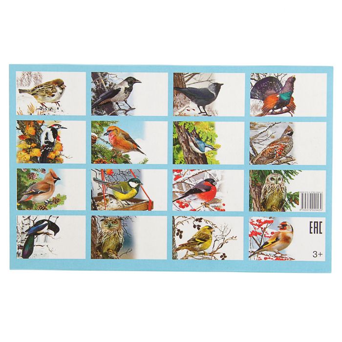 Обучающие карточки «Зимующие птицы России», 16 карточек 