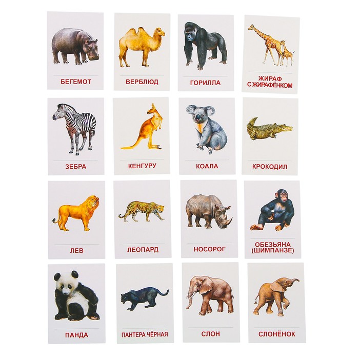 Карточки обучающие "Животные жарких стран" 16 шт. 6,3 х 8,7 см. 